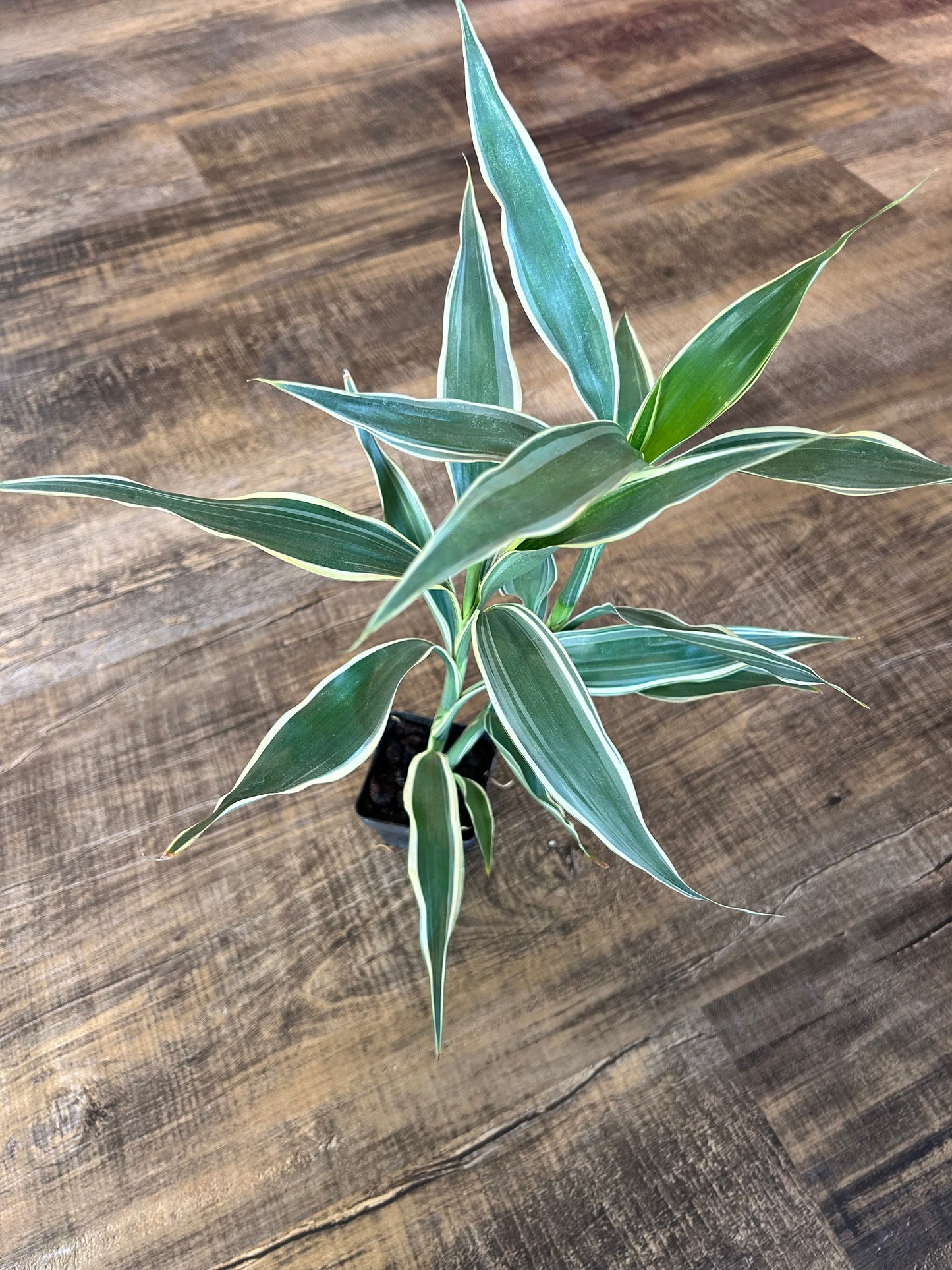 White edged lucky bamboo
