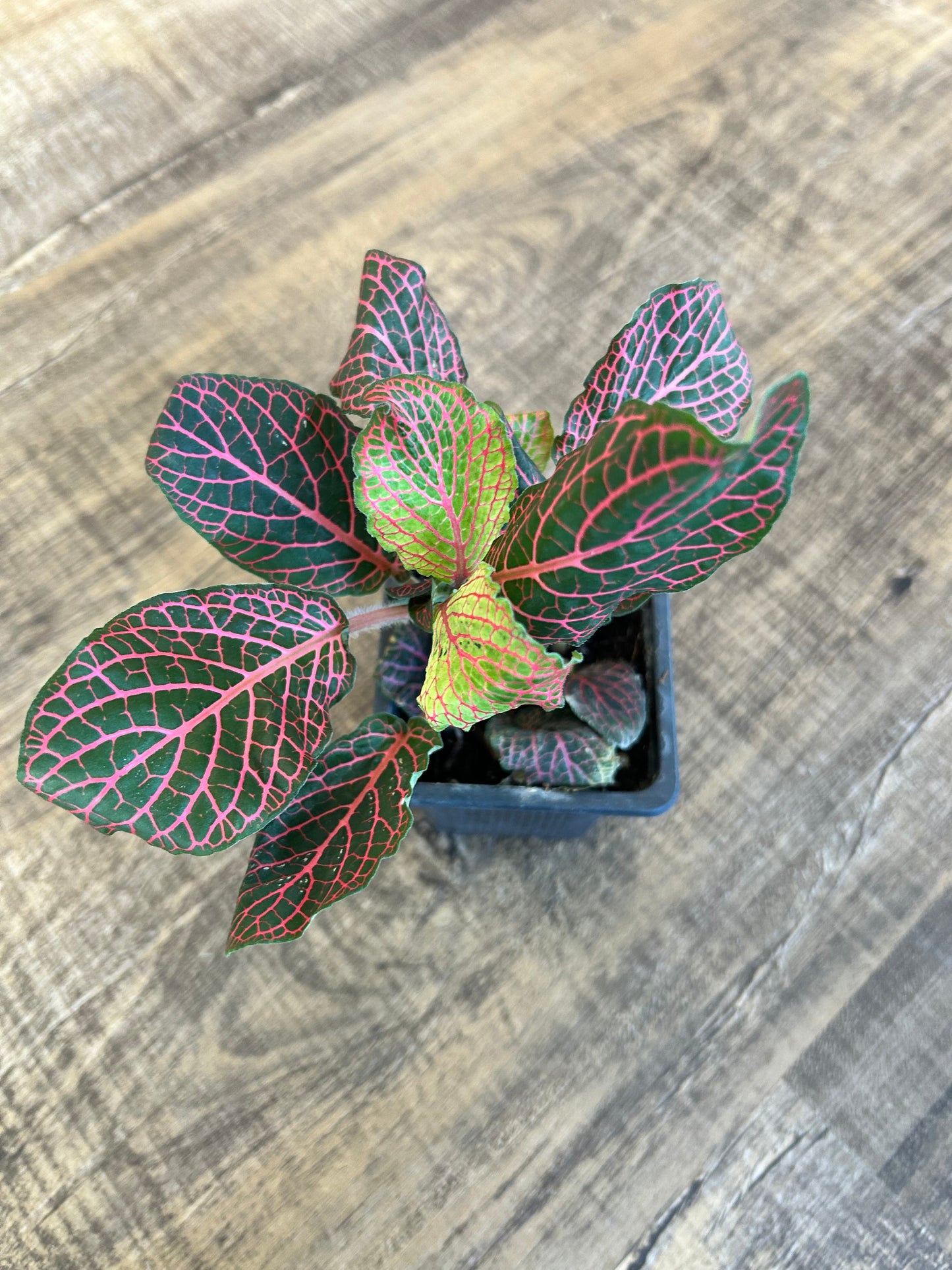 Fittonia