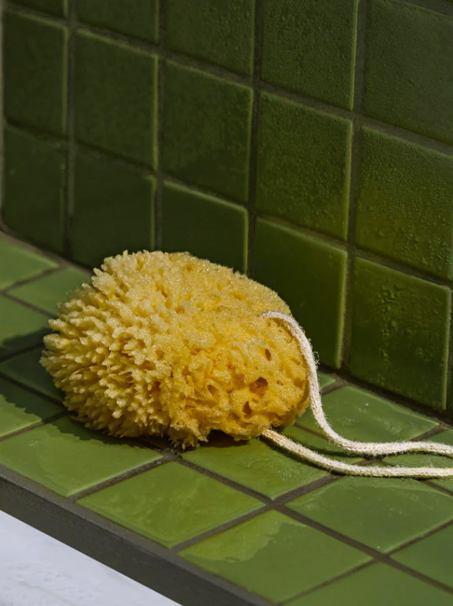 Koala Eco: Sea Sponge
