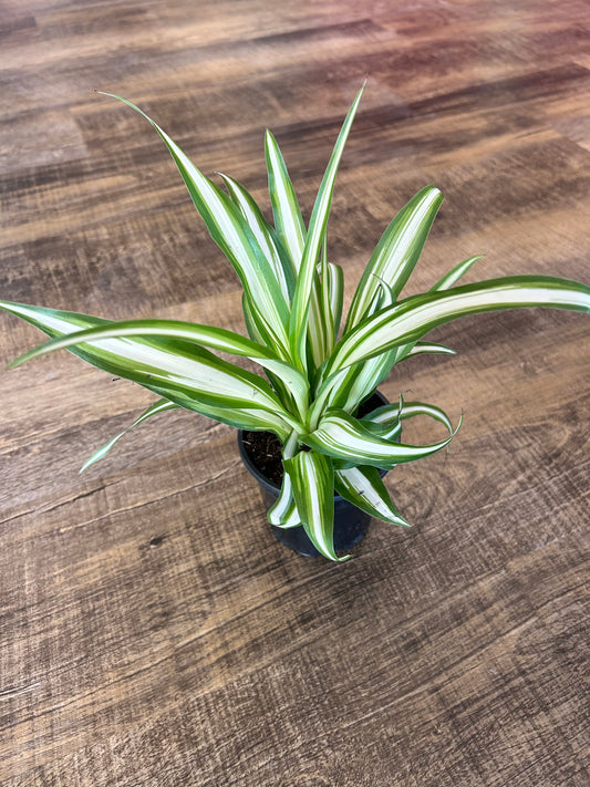 Spider Plant