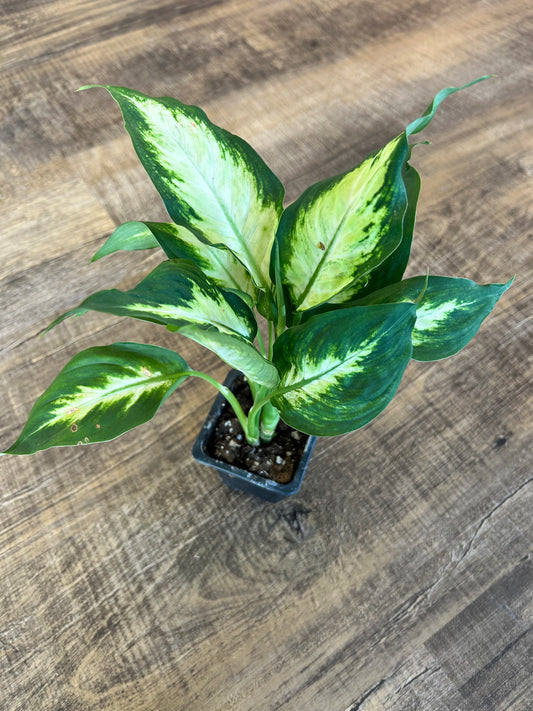 Dieffenbachia Camille