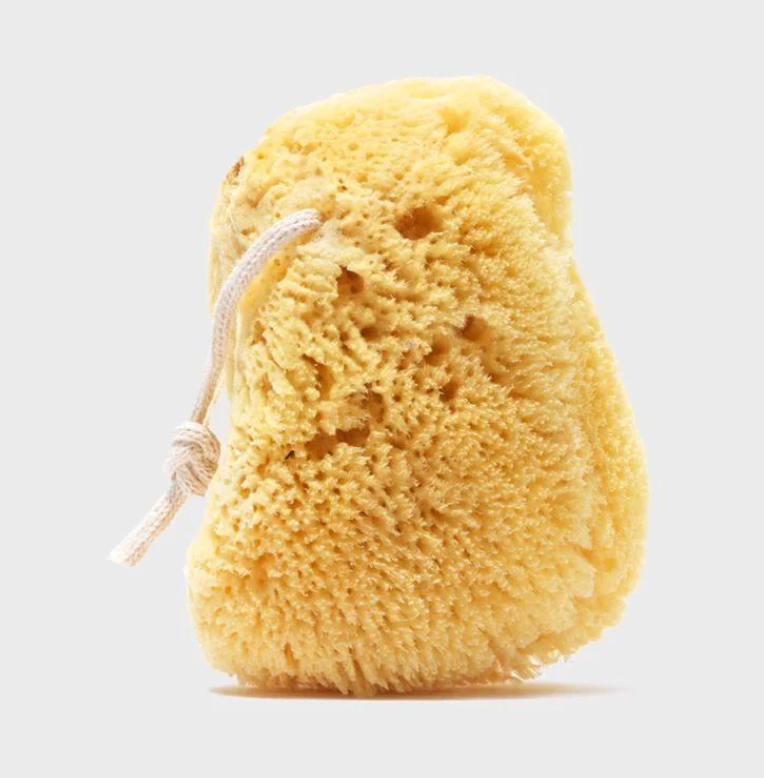 Sea Sponge