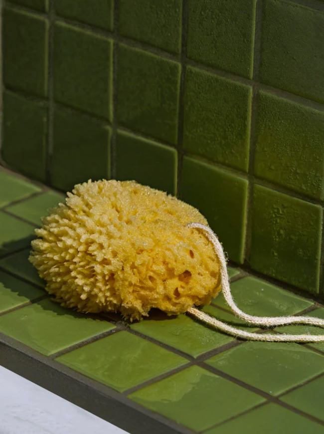 Sea Sponge