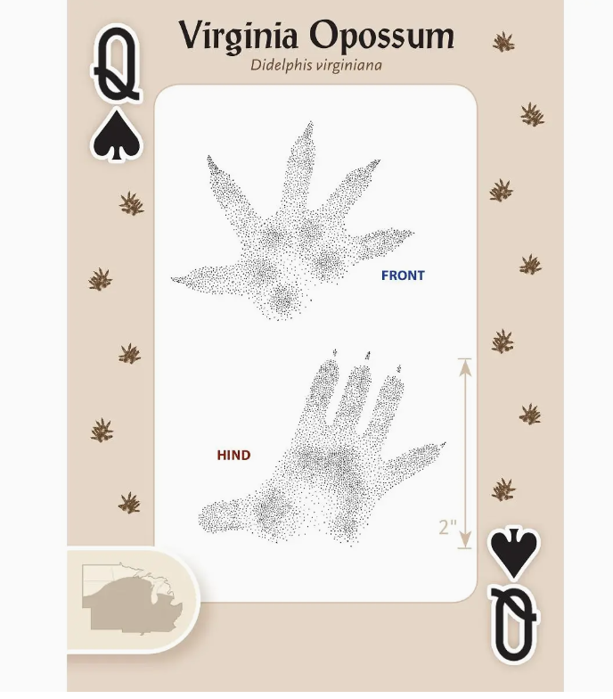 Animal Tracks of Midwest Playing Cards