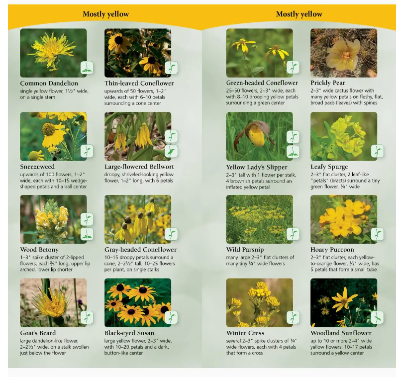 Wildflowers of the Midwest Quick Guide